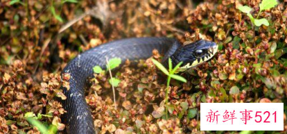 属蛇人做哪种生意最旺