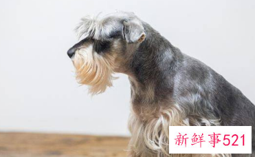 吸金聚财的宠物名字