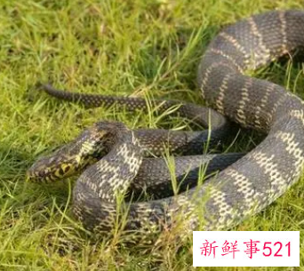 梦见活蛇是什么意思