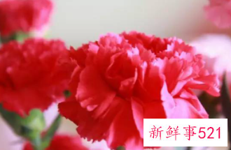 康乃馨的象征和花语