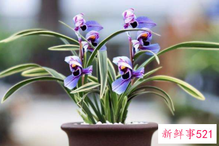 兰花秋天可以换盆吗