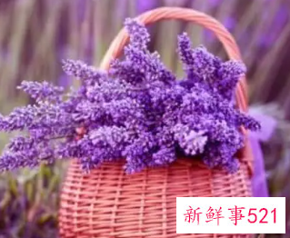 十二星座的守护花和花语