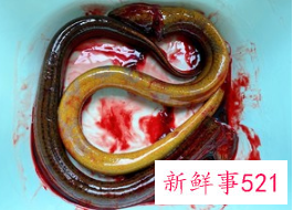 正宗清炖鳝鱼的做法