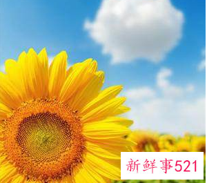 寓意好运的微信头像