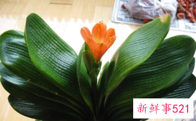 君子兰叶子发黄怎么办