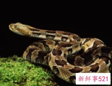 梦见活蛇是什么意思