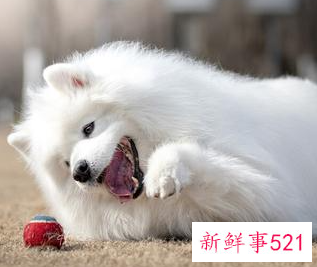 萨摩耶一生认几个主人