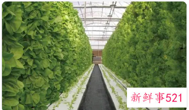 蔬菜的发展现状和前景