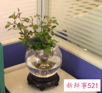 公司适合摆放什么花