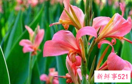 12星座守护花以及花语