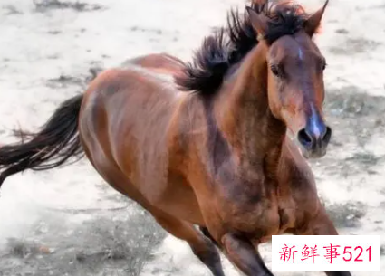 78年属马最难熬的年龄