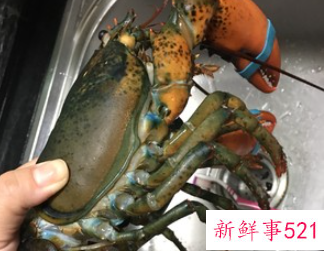 蒜蓉大龙虾的家常做法