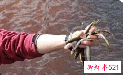 梦见自己徒手抓了几条鱼