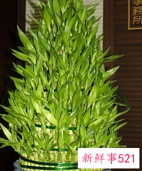 明财位放什么植物旺财又吉利