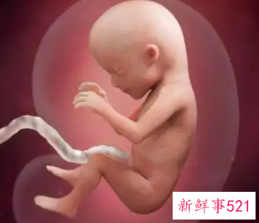 六到七个月胎儿主要发育哪里