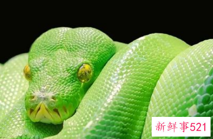 中年女人梦见蛇是什么意思