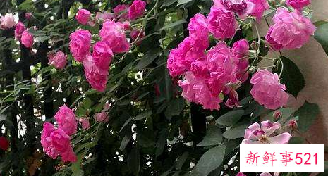 孕妇梦见蔷薇什么意思