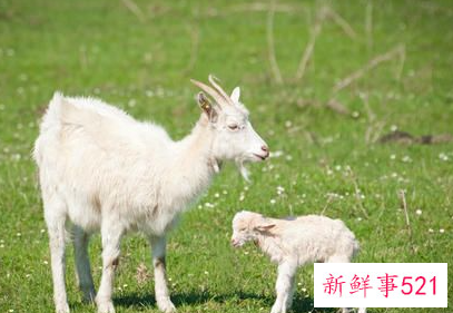 羊的精神是什么