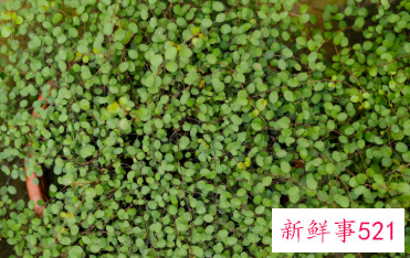 千叶吊兰开花吗