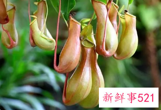 用植物驱赶蚊虫有驱蚊虫效果的植物