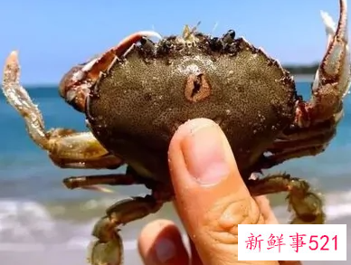 螃蟹性寒为什么还要吃