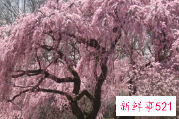 梦见开满花的树是什么意思