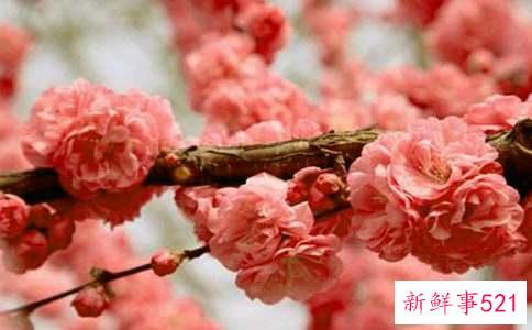 梦见樱花飞舞什么意思