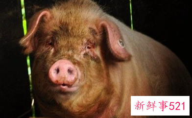 梦见小乳猪追我是什么意思