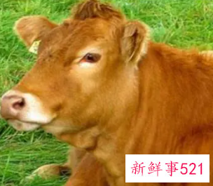 97年属牛女必定二婚