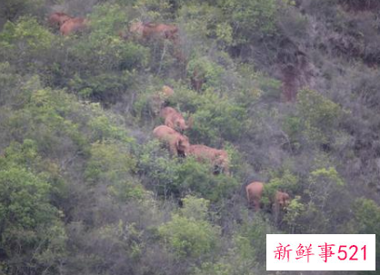 云南离群独象与象群距离增至10公里