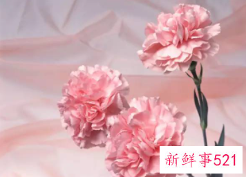 康乃馨的象征和花语