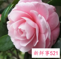 七月能给水瓶座带来好运的花