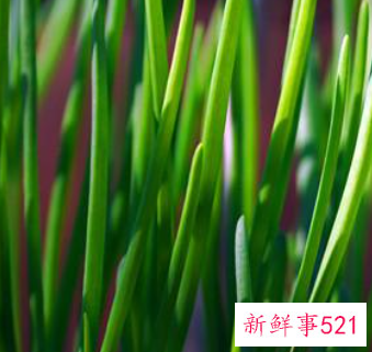 韭菜热敷的作用