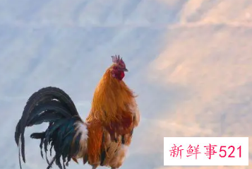 鸡与鸡配婚姻好不好