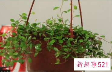 千叶吊兰开花吗