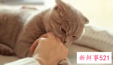 梦见小猫咬手什么意思