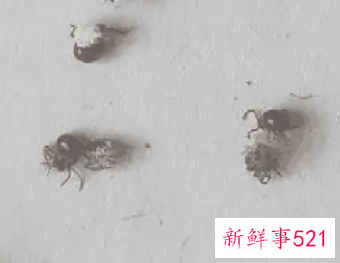 家里有蜱虫怎么办