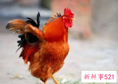 属鸡的嫁给属鸡的好不好