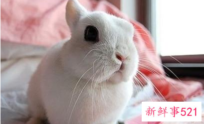 小兔子螨病的防治措施