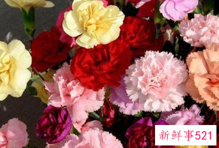 12星座守护花以及花语