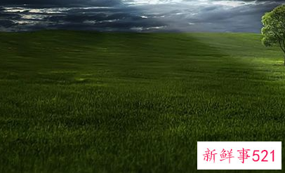 梦见很多青草是什么意思