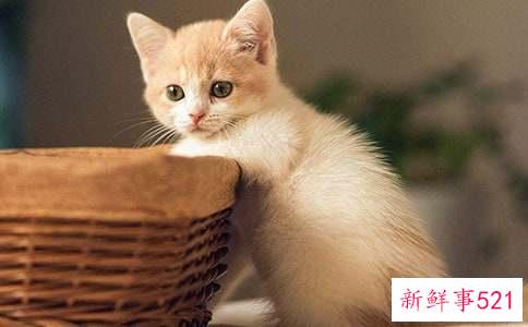 梦见猫生小猫是什么征兆