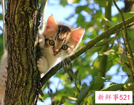 中年女人梦见猫是什么预兆