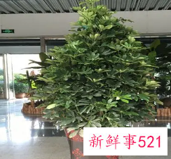 招财树的养殖方法