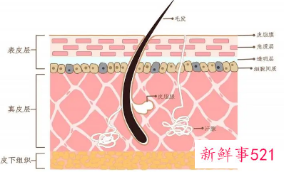 皮脂膜受损的原因有哪些