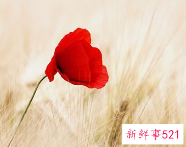 梦见罂 粟花什么意思