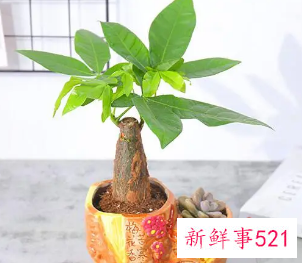 招财树的养殖方法