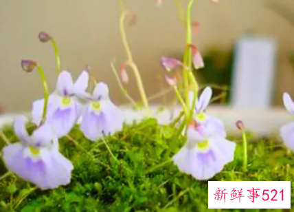 狸藻的养殖方法和注意事项