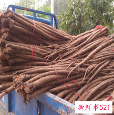 牛蒡根茶的功效与作用