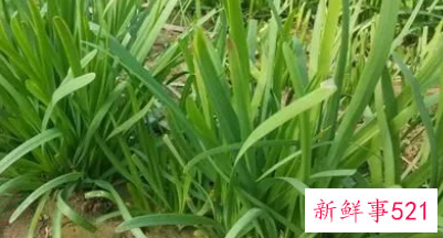 梦见葱和韭菜的周公解梦